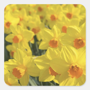 Pegatina Cuadrada Países Bajos, Holanda, Lisse, Jardines Keukenhof,