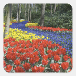 Pegatina Cuadrada Países Bajos, Holanda, Lisse, Jardines Keukenhof