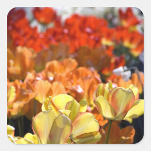 Pegatina Cuadrada Países Bajos (Holanda), Lisse. Keukenhof