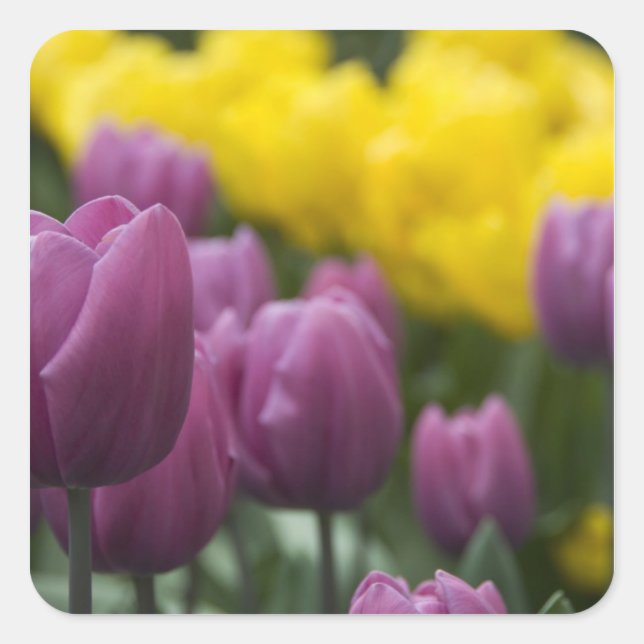 Pegatina Cuadrada Países Bajos (Holanda), Lisse. Keukenhof 10 (Anverso)