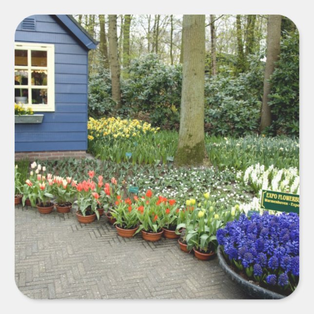 Pegatina Cuadrada Países Bajos (Holanda), Lisse. Keukenhof 11 (Anverso)