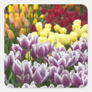 Pegatina Cuadrada Países Bajos (Holanda), Lisse. Keukenhof 3