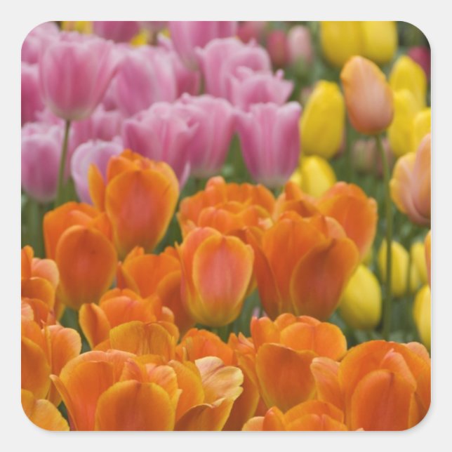 Pegatina Cuadrada Países Bajos (Holanda), Lisse. Keukenhof 4 (Anverso)