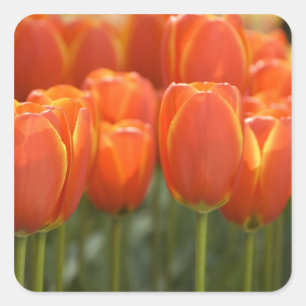 Pegatina Cuadrada Países Bajos (Holanda), Lisse. Keukenhof 7