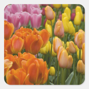 Pegatina Cuadrada Países Bajos (Holanda), Lisse. Keukenhof 9