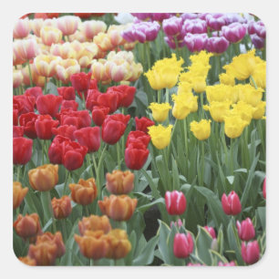Pegatina Cuadrada Países Bajos, Jardines Keukenhoff, tulipanes.