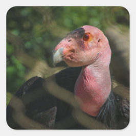 Pegatina Cuadrada pájaro