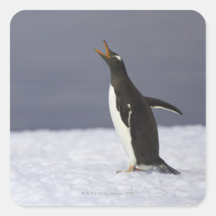 Pegatina Cuadrada Pájaro adulto del pingüino Gentoo (Pygoscelis papu