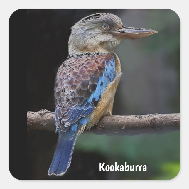 Pegatina Cuadrada Pájaro australiano de Kookaburra (Anverso)