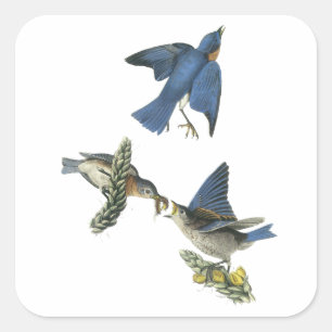 Pegatina Cuadrada Pájaro azul oriental, John Audubon