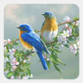 Pegatina Cuadrada Pájaro azul. Sialia sialis
