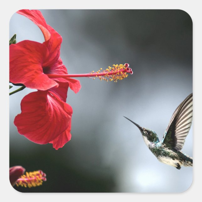 Pegatina Cuadrada Pájaro barniz y flor roja (Anverso)
