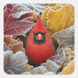 Pegatina Cuadrada Pájaro Cardinal Rojo en Hojas de Otoño Heladas