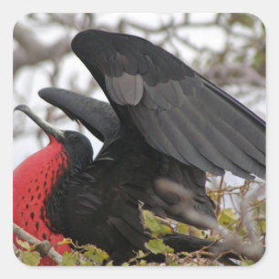 Pegatina Cuadrada Pájaro Fragata Magnífico