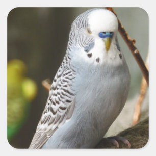 Pegatina Cuadrada Pájaro gris de Budgie