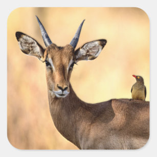 Pegatina Cuadrada Pájaro Impala y Oxpecker en África