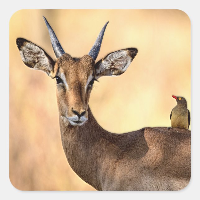Pegatina Cuadrada Pájaro Impala y Oxpecker en África (Anverso)