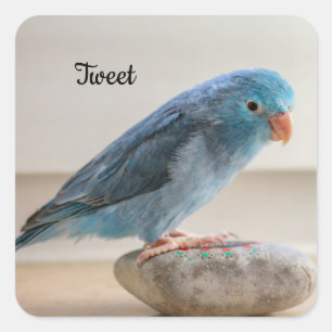 Pegatina Cuadrada Pájaro Mascota de pergamino azul personalizado