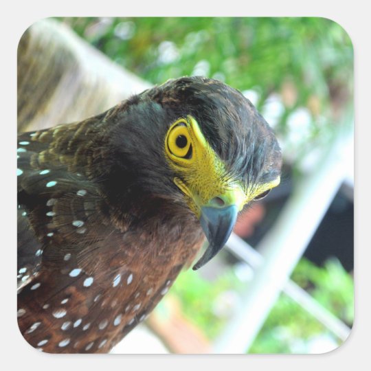 Pegatina Cuadrada Pájaros