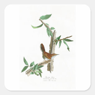Pegatina Cuadrada Pájaros de John James Audubon del Wren de Bewick