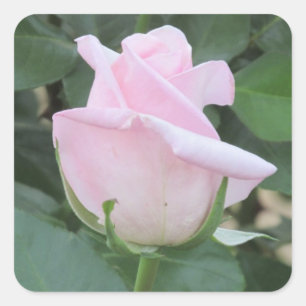 Pegatina Cuadrada Palidezca - color de rosa rosado