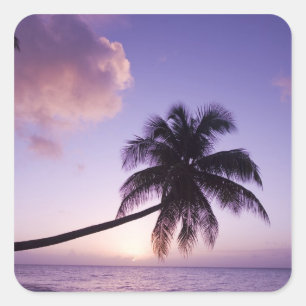 Pegatina Cuadrada Palmera solitaria al atardecer, playa Coconut Grov