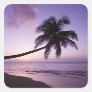 Pegatina Cuadrada Palmera solitaria al atardecer, playa Coconut Grov