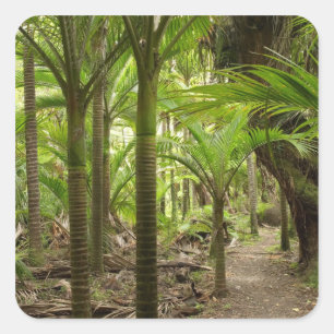 Pegatina Cuadrada Palmeras Nikau, Heaphy Track, cerca de Karamea,