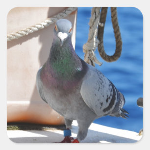 Pegatina Cuadrada Paloma autoguiada hacia el blanco