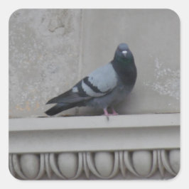 Pegatina Cuadrada Paloma en la ciudad