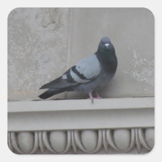 Pegatina Cuadrada Paloma en la ciudad (Anverso)