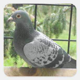 Pegatina Cuadrada Paloma perfecta