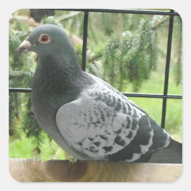 Pegatina Cuadrada Paloma perfecta (Anverso)