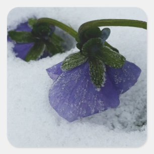 Pegatina Cuadrada Pana morada en la nieve