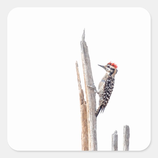 Pegatina Cuadrada Panceta dorada (Anverso)