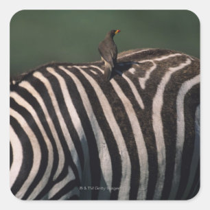 Pegatina Cuadrada Panceta dorada (Buphagus africanus)