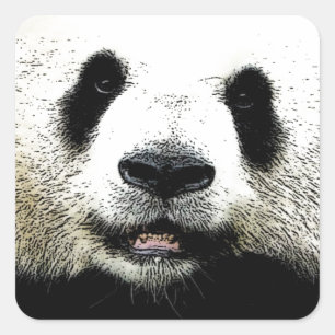 Pegatina Cuadrada Panda