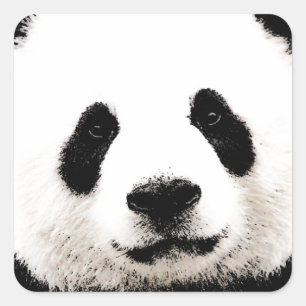 Pegatina Cuadrada Panda