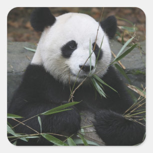 Pegatina Cuadrada Panda gigante