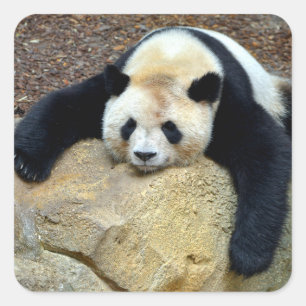 Pegatina Cuadrada Panda gigante durmiente cayó sobre una roca