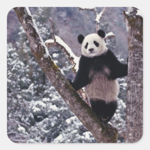 Pegatina Cuadrada Panda gigante parado en un árbol, Wolong, Sichuan,
