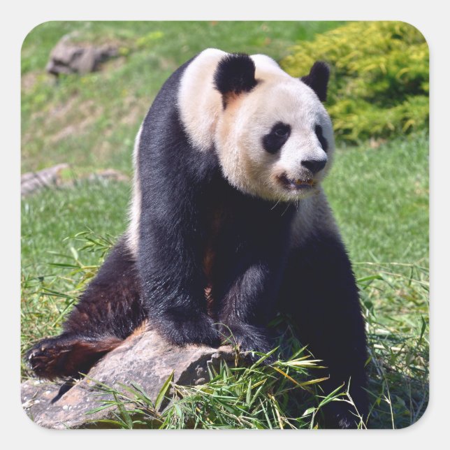 Pegatina Cuadrada Panda gigante sentado sobre una piedra (Anverso)