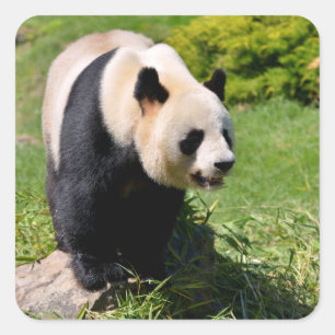 Pegatina Cuadrada Panda gigante sobre una piedra
