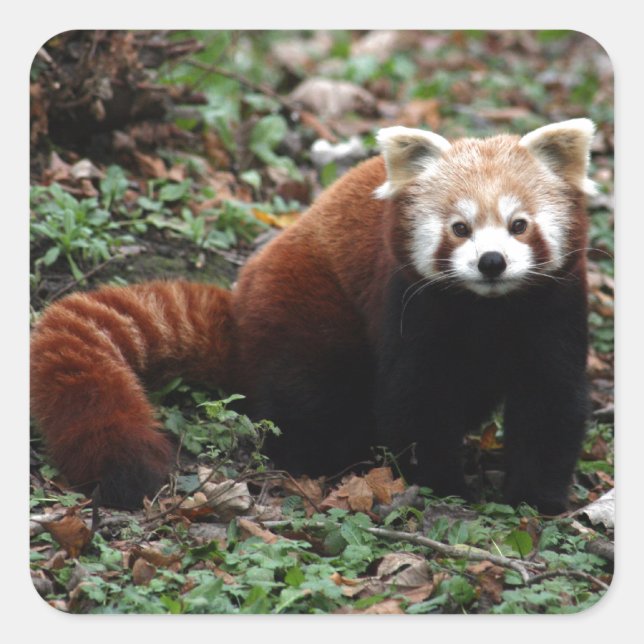 Pegatina Cuadrada Panda rojo (Anverso)