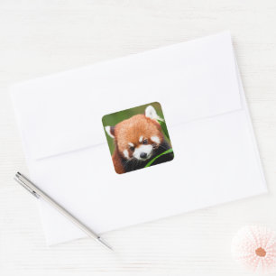 Pegatina Cuadrada Panda Rojo Adorable