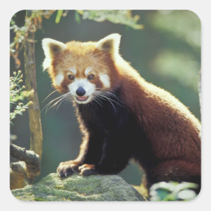 Pegatina Cuadrada Panda Rojo Ailurus fulgens)
