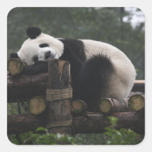 Pegatina Cuadrada Pandas gigantes en la gigantesca protección Panda