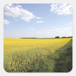 Pegatina Cuadrada Panorama vertical de un campo de canola amarillo e