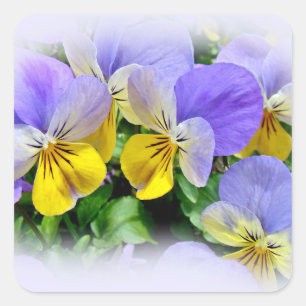 Pegatina Cuadrada Pansias amarillas y moradas