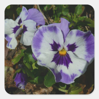 Pegatina Cuadrada Pansias moradas y blancas con flores coloridas